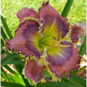 Hemerocallis Nancys Quilt - Sásliliom