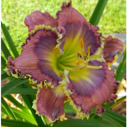 Hemerocallis Nancys Quilt - Sásliliom