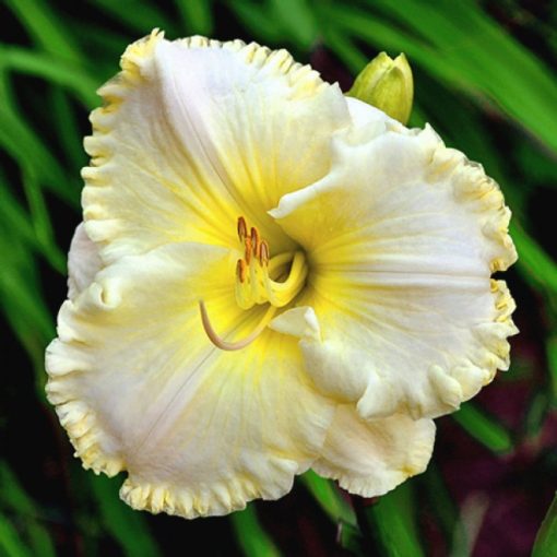 Hemerocallis Spacecoast White Chocolate - Sásliliom