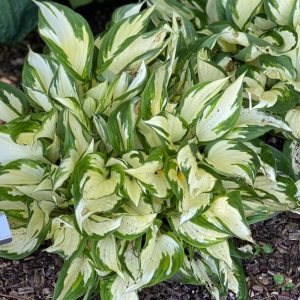 Hosta Loyalist - Árnyékliliom