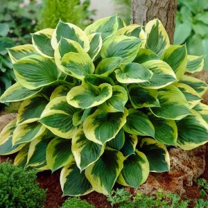 Hosta Twilight - Árnyékliliom