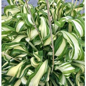 Hosta Twisted Spearmint - Árnyékliliom