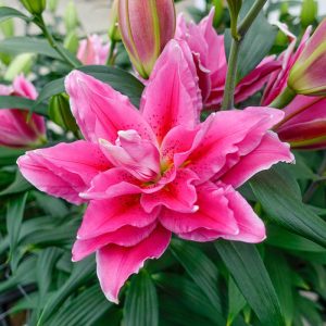 Lilium Roselily Ciara - Liliom