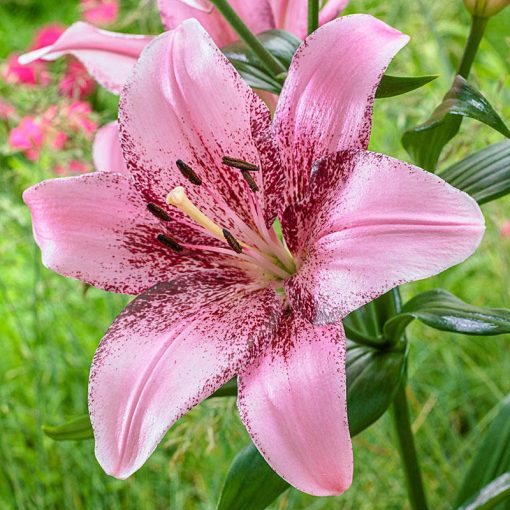 Lilium Cogoleto - Liliom