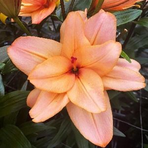 Lilium Falmarin - Liliom