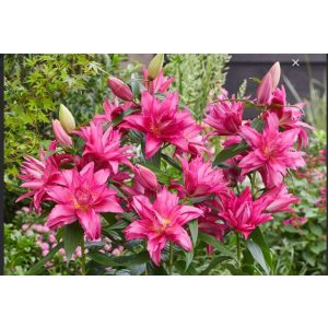 Lilium Roselily Gabriella - Liliom