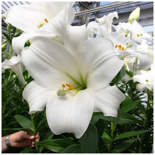 Lilium Global Harmony - Liliom