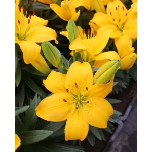 Lilium Ilse - Liliom