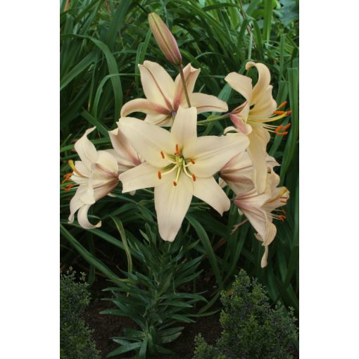 Lilium Pearl Frances - Liliom