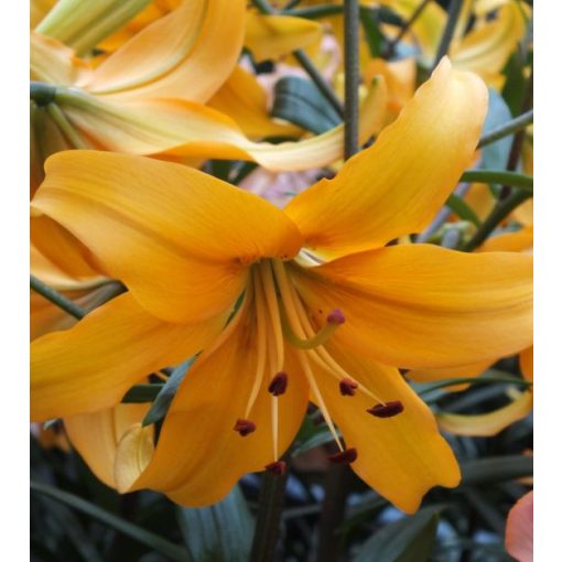 Lilium Pearl Justien - Liliom