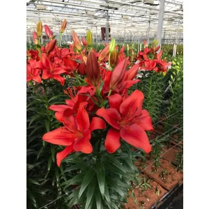 Lilium Red Hill - Liliom