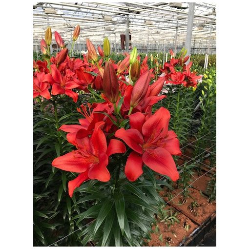 Lilium Red Hill - Liliom