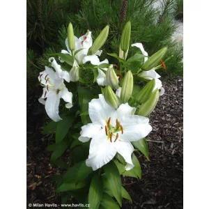 Lilium Siberia - Liliom