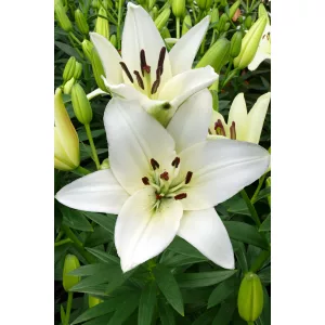 Lilium Snowdon - Liliom