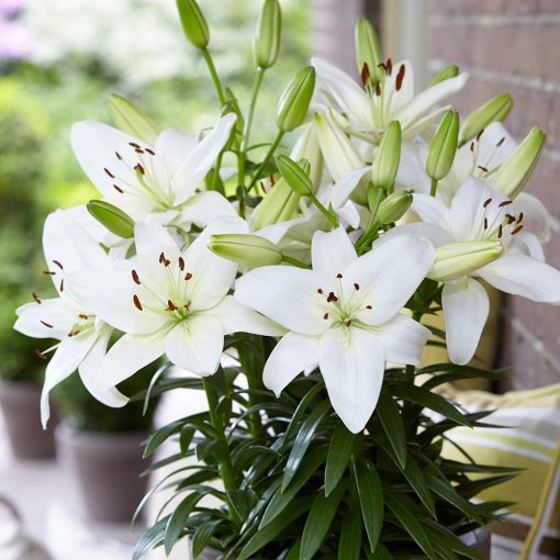 Lilium Sparkling Joy - Liliom