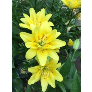 Lilium Sundew - Liliom