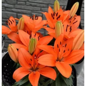 Lilium Tiny Heroes - Liliom