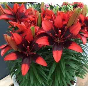 Lilium Tiny Ink - Liliom