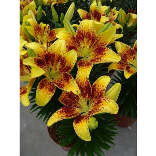 Lilium Tiny Nugget - Liliom