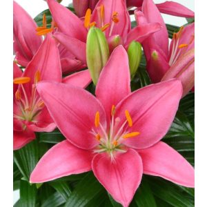 Lilium Tiny Pearl - Liliom