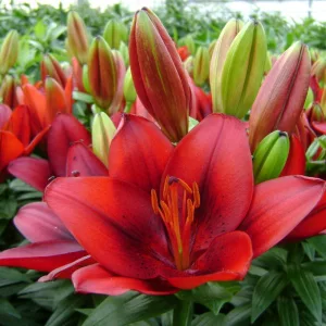 Lilium Tiny Rocket - Liliom