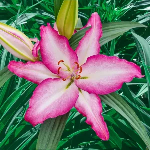 Lilium Touch Me - Liliom