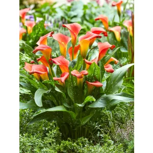 Zantedeschia Bloddy Mary - Kála