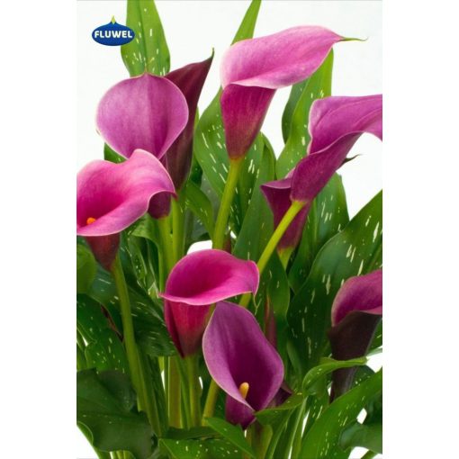 Zantedeschia Purple Spirit - Kála