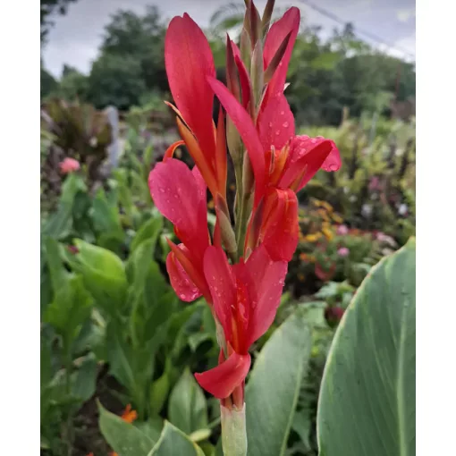 Canna Mandarine Orange (I.) - Kannavirág
