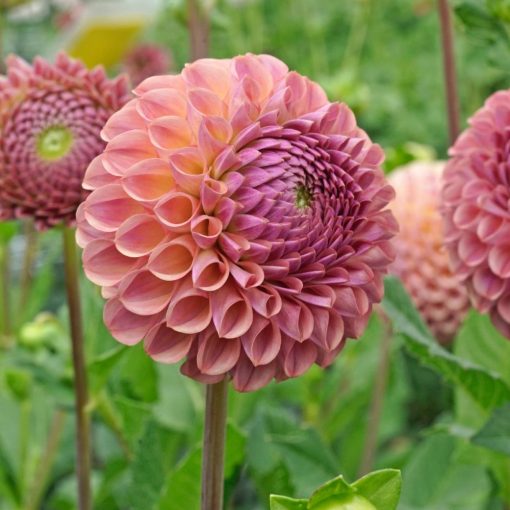 Dahlia Caitlins Joy - Dália