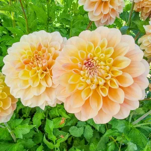 Dahlia Honey Dew - Dália