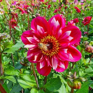 Dahlia Hootenanny Swan Island - Dália
