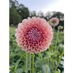 Dahlia Lindas Baby - Dália