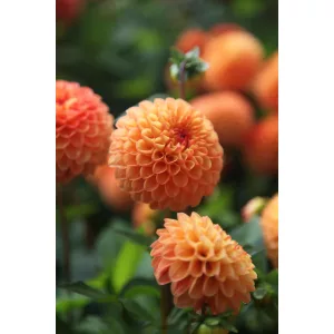 Dahlia Souvenir dEté - Dália