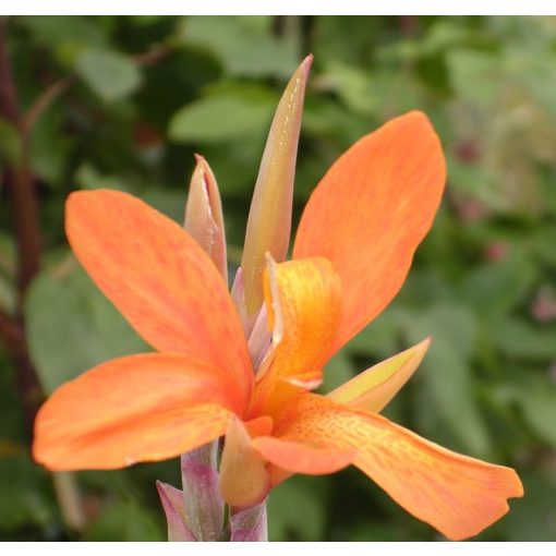 Canna Musaefolia Peruviana (I.) - Kannavirág