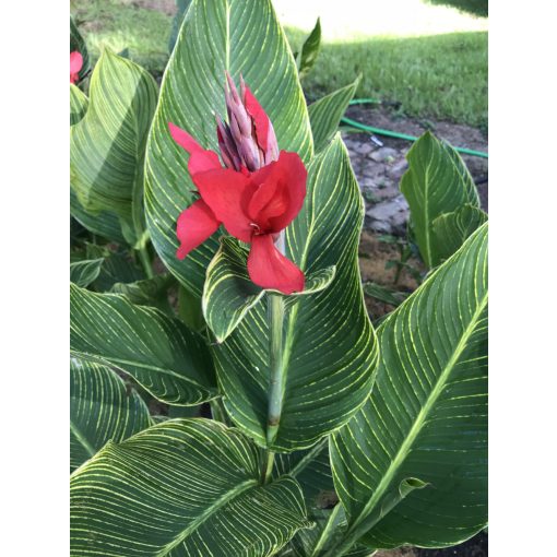 Canna Red Tiger (I.) - Kannavirág