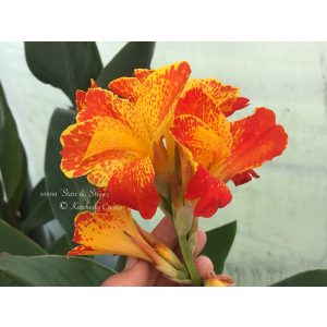 Canna Stars and Stripes (I.) - Kannavirág