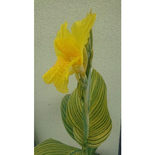 Canna Yellow Tiger (I.) - Kannavirág