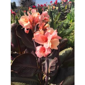 Canna Lady K (I.) - Kannavirág