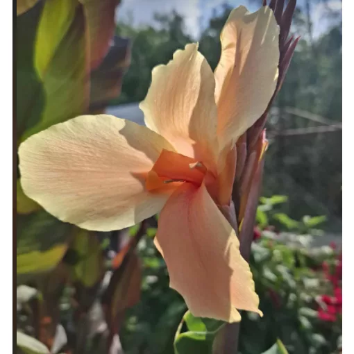 Canna Orange Cherry (I.) - Kannavirág