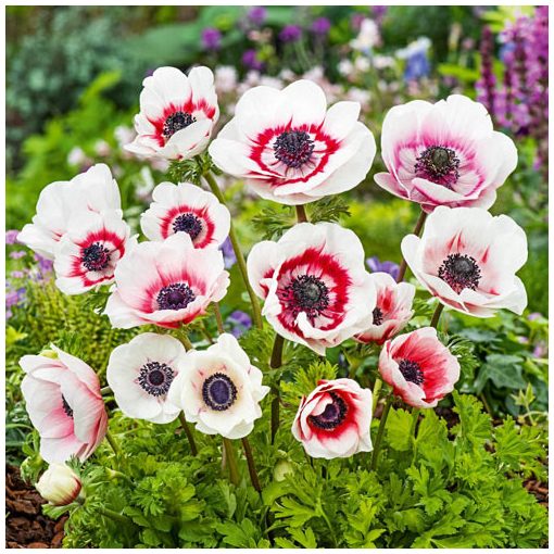 Anemone coronaria Duet - Koronás szellőrózsa