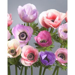   Anemone coronaria Galilee Pastel Mix - Koronás szellőrózsa
