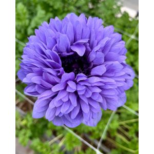 Anemone coronaria Levante Blue - Koronás szellőrózsa