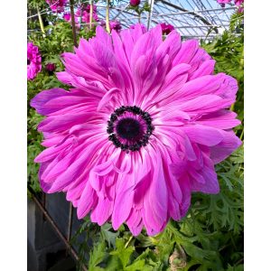 Anemone coronaria Levante Fucsia - Koronás szellőrózsa