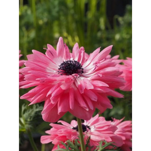 Anemone coronaria Levante Rosa - Koronás szellőrózsa