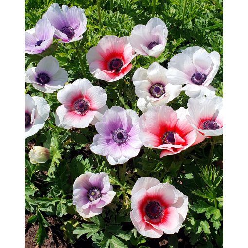 Anemone coronaria Radiant Rainbows - Koronás szellőrózsa