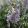 Corydalis solida Merlin - Keltike