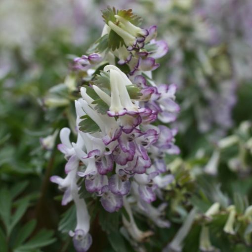 Corydalis solida Merlin - Keltike