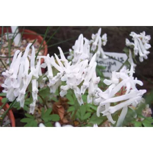 Corydalis solida White Swallow - Keltike