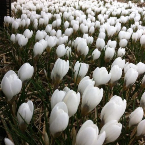 Crocus chrysanthus Polar Bear - Krókusz